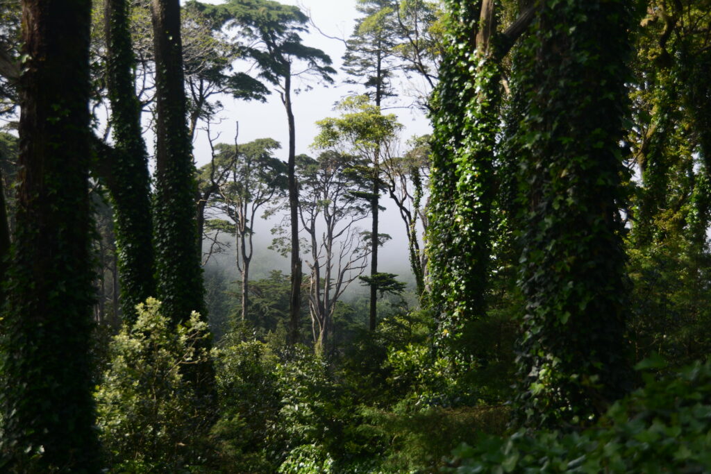 Pena Park