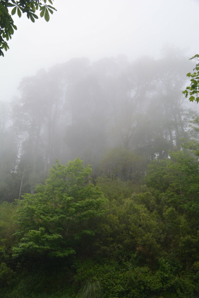 Fog in Pena Park