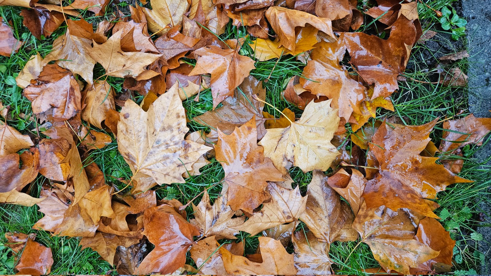 Hojas de otoño húmedas en tonos marrones, ocres y amarillos esparcidas sobre césped verde después de la lluvia.