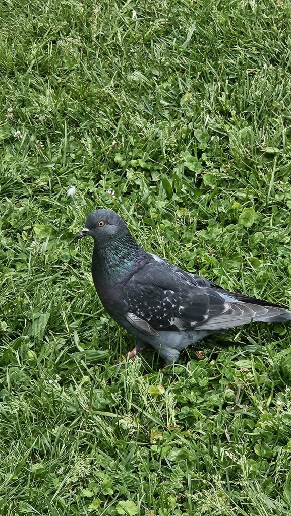Pidgeon