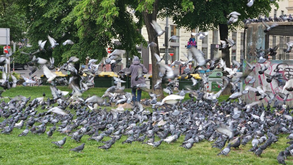 Pidgeons